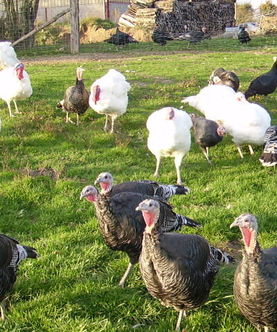 dinde grise mini bronze