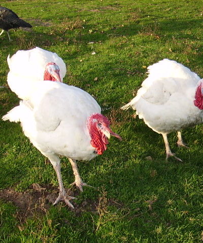 dinde blanche entière découpée